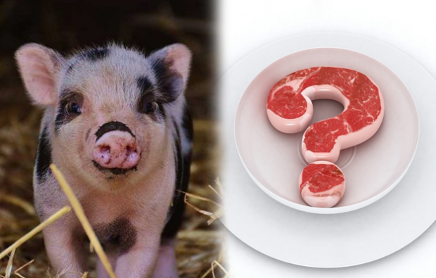 האם אסור לאכול חזיר?