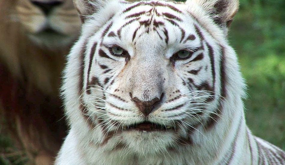 הנמר הלבן בגן החיות מפיץ סכנה