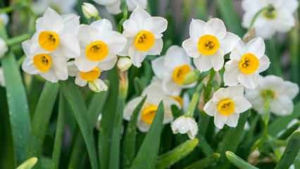 מה הפירוש של פרח הנרקיס, מהם התכונות והיתרונות שלו? איך להפיץ פרח נרקיס