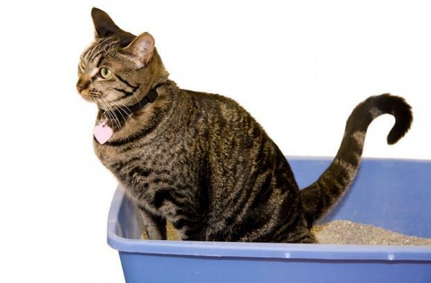 איך לאמן חתולים בשירותים
