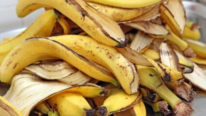 מה היתרונות של בננה? כמה סוגים של בננות יש? שימושים לא ידועים בקליפות בננה! 