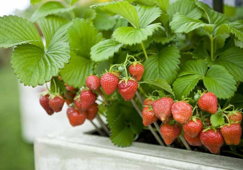 איך לגדל תותים בסיר? השיטה המעשית ביותר לגידול תותים