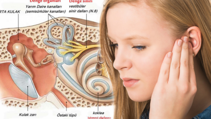 מה גורם להעברת גביש אוזניים? סימנים של משחק גביש אוזניים
