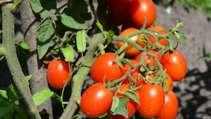 איך לגדל עגבניות בסיר? העגבנייה הקלה ביותר בגידול