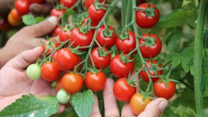 מה היתרון באכילת עגבניות על סחור? מה היתרונות של עגבניות גולמיות? 