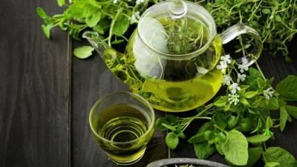 היתרונות של תה ירוק! הרזיה מהירה ובריאה עם דיאטת תה ירוק