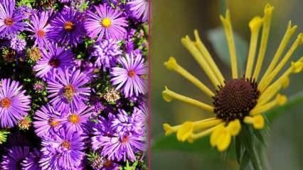 אילו פרחים לשתול בסתיו? 5 צמחים שתוכלו לשתול בסתיו