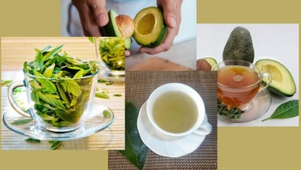 מהם היתרונות של תה עלי אבוקדו? איך מכינים תה עלים אבוקדו?