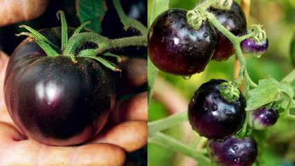 אויב סרטן: מהי עגבניה שחורה? מהם היתרונות של עגבניות שחורות?