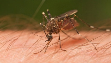 איזה סוג של עקיצת חרקים קורה? סימני עקיצות חרקים! שיטה טבעית לעקיצת יתושים