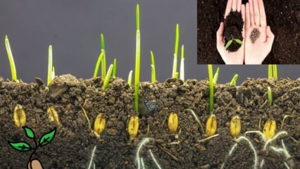 מהו זרע וכיצד מתרחשת נביטת זרעים? טיפים לגידול זרעים