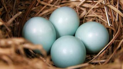 מה היתרונות של ביצה כחולה ירוקה?