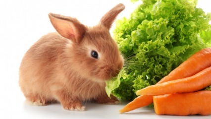  מה הארנב אוכל ומה הוא ניזון? טיפול קל בארנבות בבית