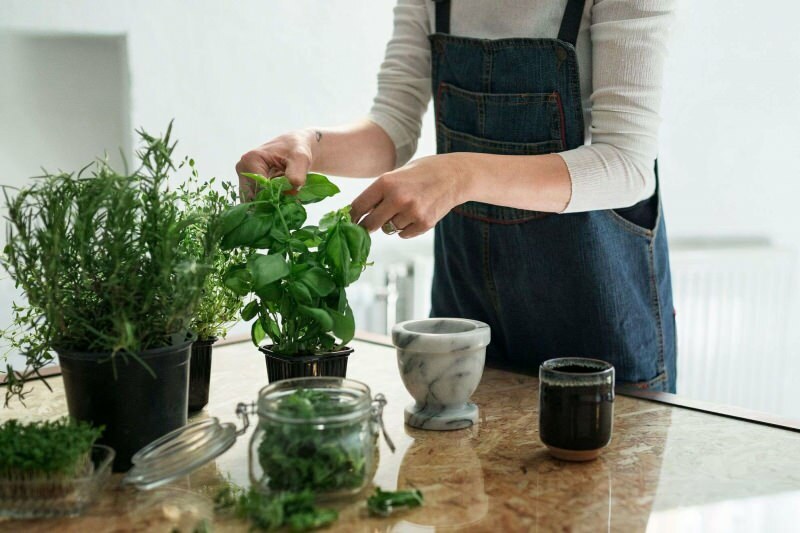 איך מגדלים צמח בבית? 5 הצעות למי שרוצה לגדל צמחים בבית באמצעים משלו