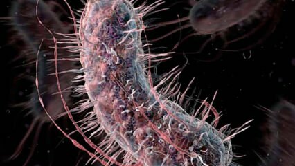 כיצד מועברים חיידקים אוכלים בשר? מהם התסמינים של חיידקים אוכלים בשר והאם יש להם טיפול?