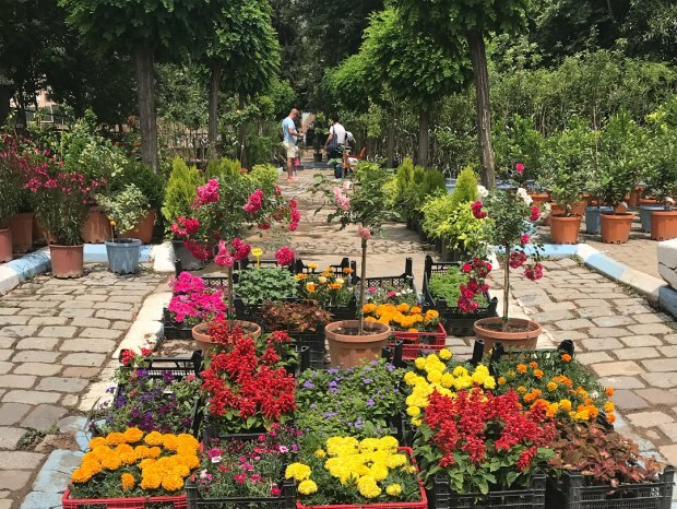 סיור בפסטיבל Bayındır Çiçek
