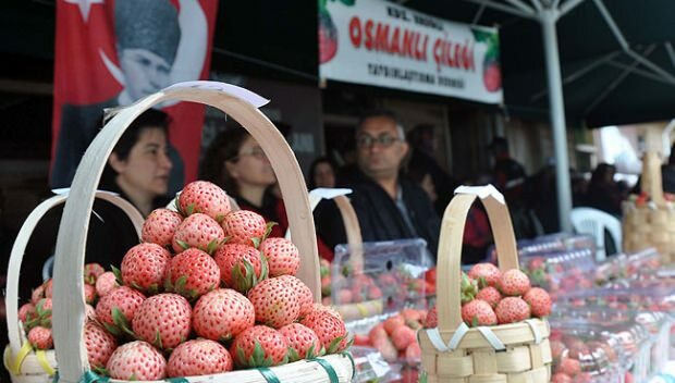 פסטיבל תרבות ואומנות תות העות'מאני ארגלי 