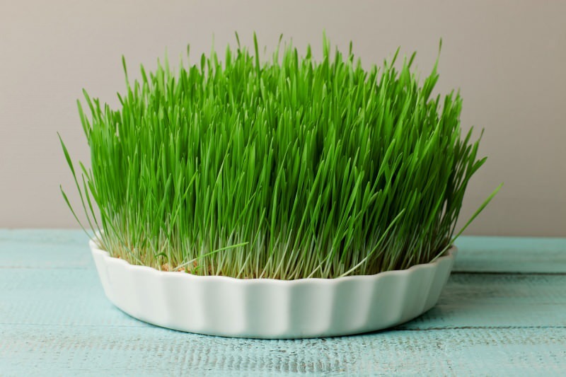 דשא שעורה הוא מקור החלבון העשיר ביותר שנמצא בטבע