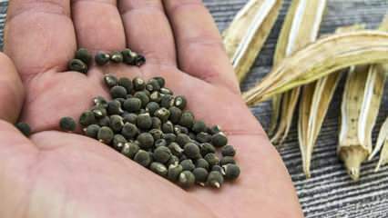 מהו זרעי במיה, כיצד להשתמש בזרע במיה להרזיה?