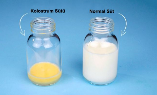 מהם היתרונות של חלב הקולוסטרום לתינוק? הבדלים מחלב אם
