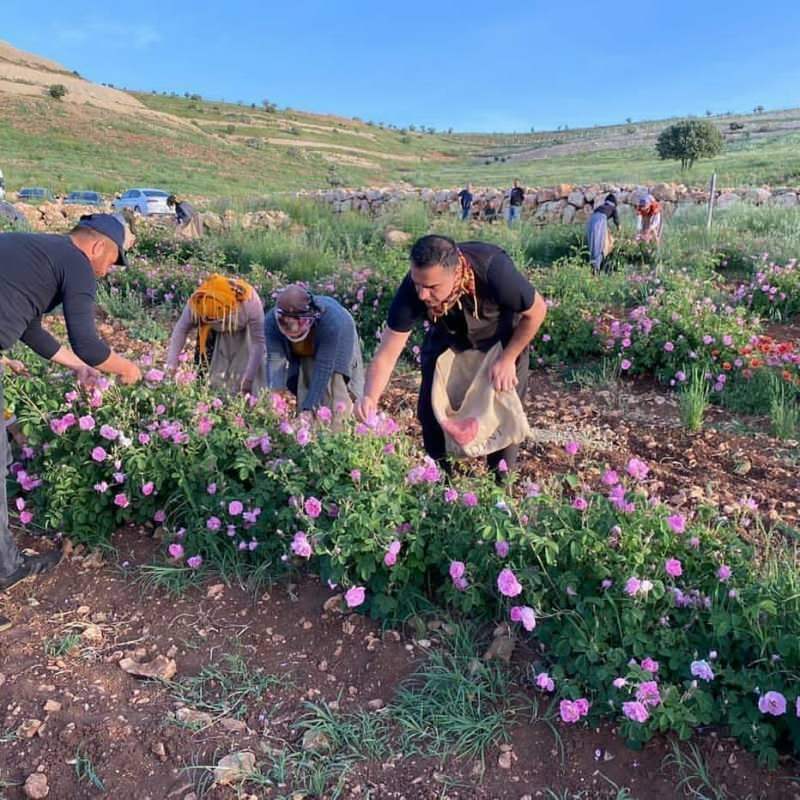 אוספים ורדים יחד עם עובדים טורקיים מפורסמים
