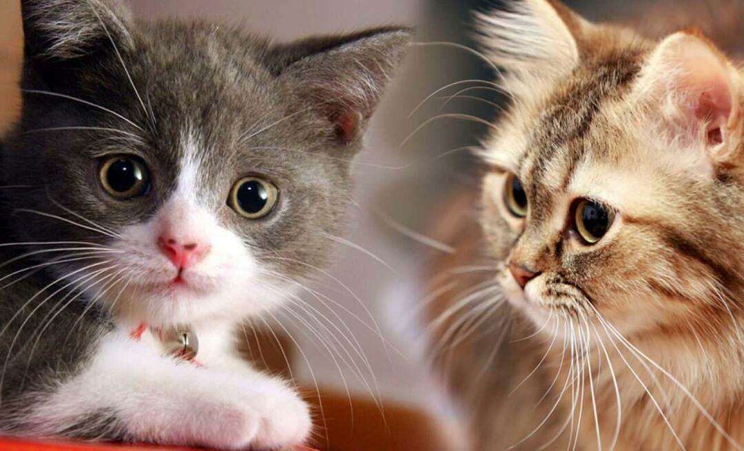 מה עושים שפם חתולים? האם לחתולים יש שפם גזוז?