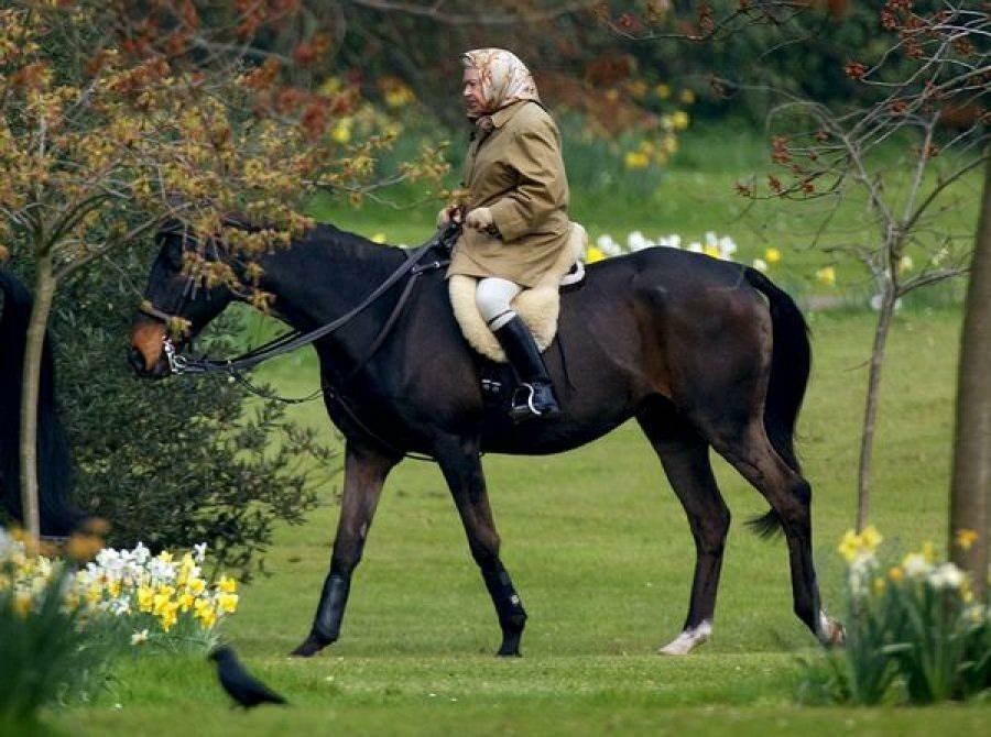 מַלכָּה אליזבת ברכיבה על סוסים 
