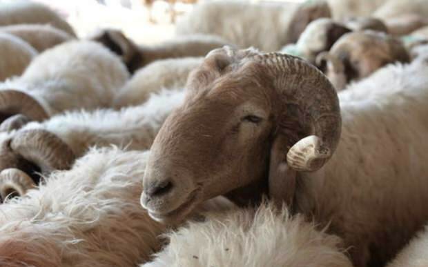 מה יש לקחת בחשבון כאשר קונים כבשים מקריבים?