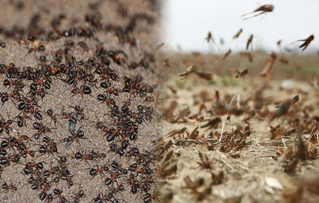 איפה פלישת הנמלים? התפשטות נמלים לאחר התפשטות חגב