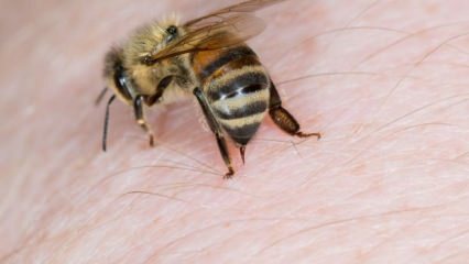 מהי אלרגיה לדבורים ומה הסימפטומים? שיטות טבעיות הטובות לעקיצות דבורים