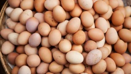 מה יש לקחת בחשבון בבחירת ביצה?