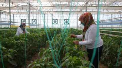 ייצור זרעים מקומי ולאומי מבית TIGEM עם כוח נשים